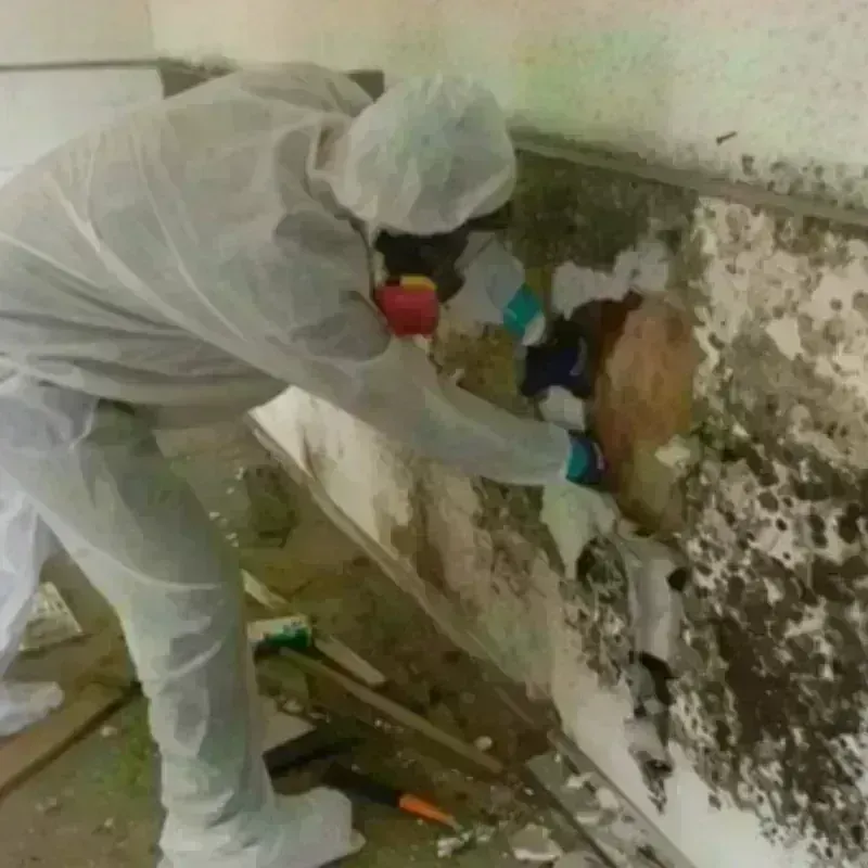 Mold Remediation and Removal in Oxford, CT